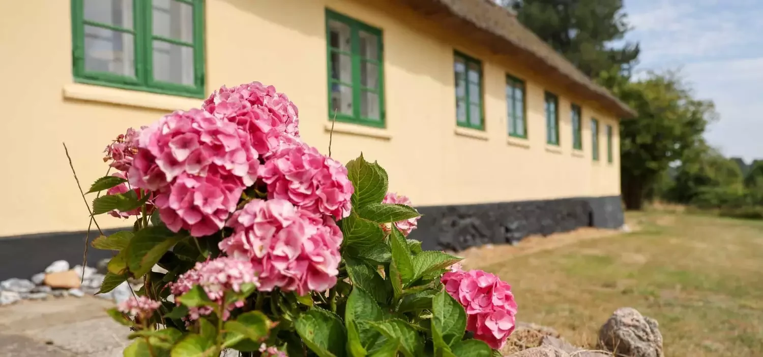 Udenfor, blomster i forgrund, Sandet sommerhus